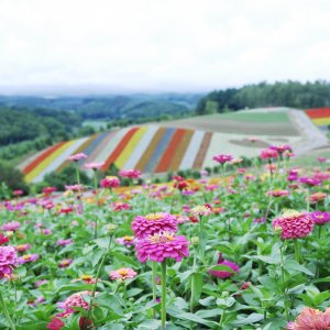 8/14開花状況