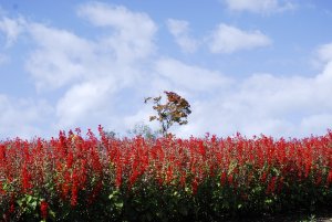 10/13 花畑の様子